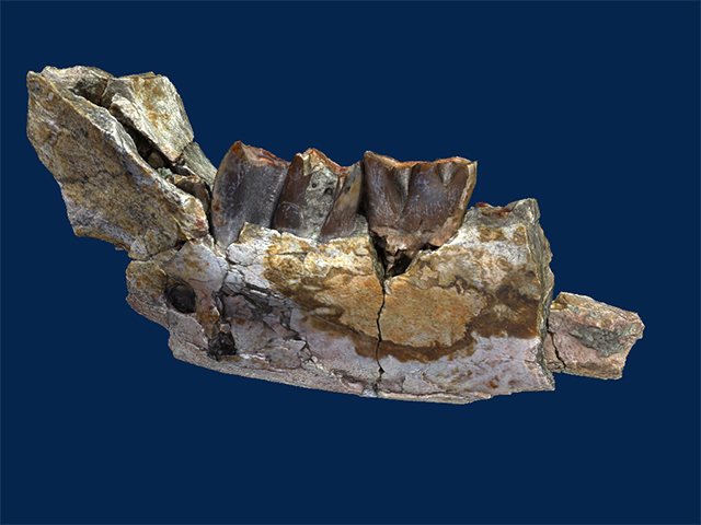 Specimen Data – UMORF | University of Michigan Online Repository