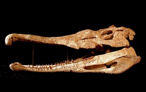 Phytosaurus megalodon  UMMP10336