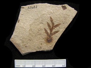 Lomatia lineata, UMMP 12682-B, Florissant, Colorado 