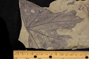 Cissites sp., UMMP 68354, Raton Basin, New Mexico