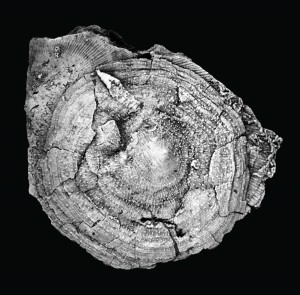 Acanthocrania chilmanae Hoare & Stellar, holotype UMMP 57354. 