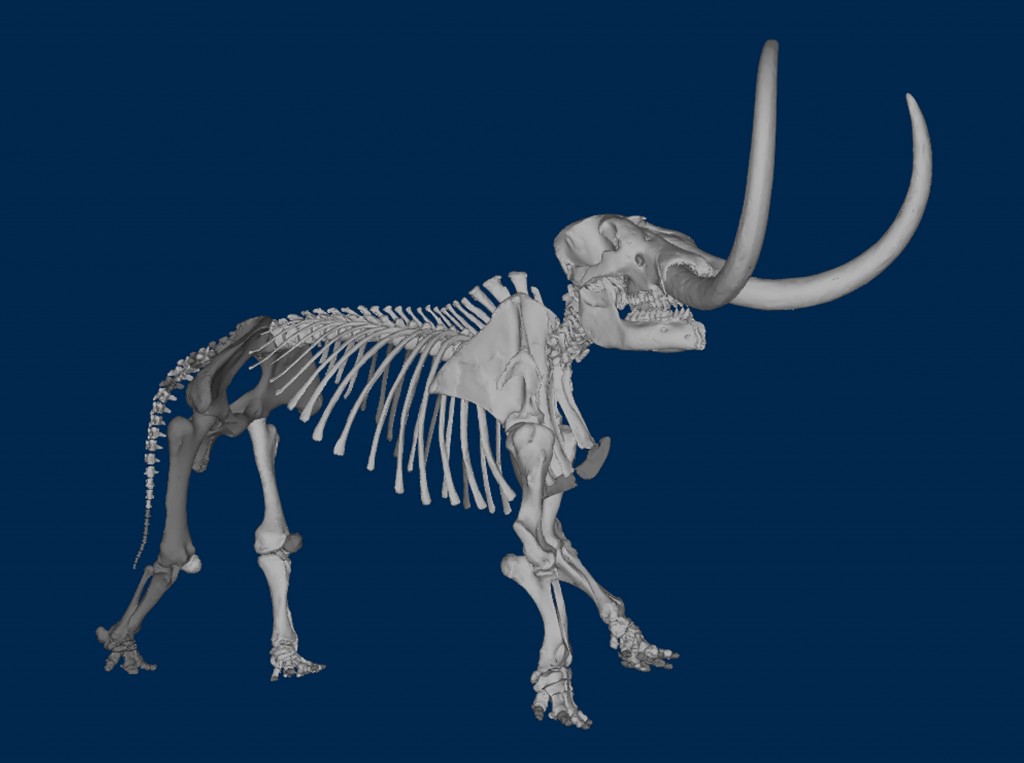 Buesching Mastodon 3D Image