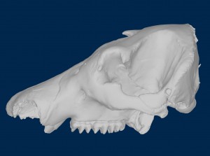 Buesching Mastodon Skull