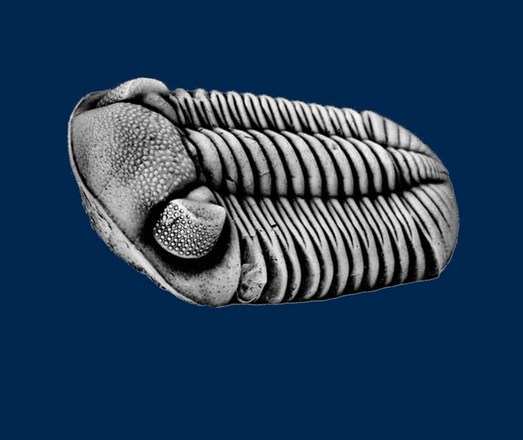 Invertebrate Photographic Images – UMORF | University of Michigan ...
