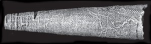 Reptaria stolonifera (Rollé), UMMP 61148