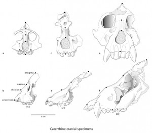 Catarrhine cranium