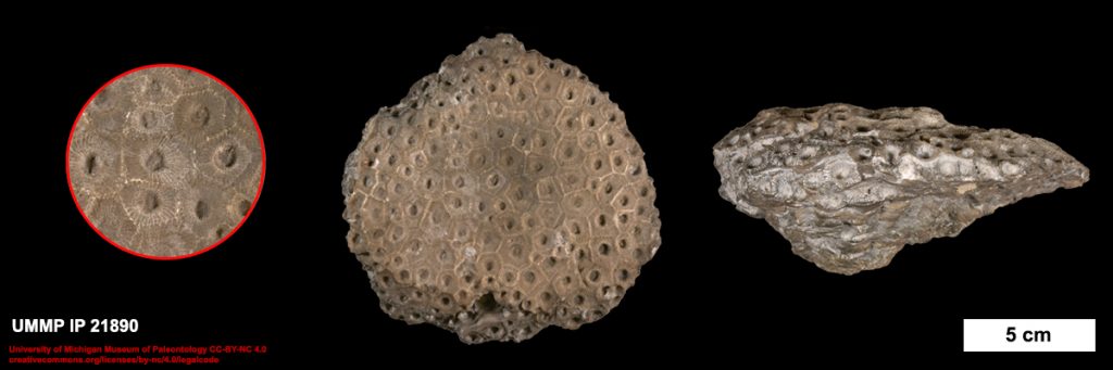 Image of Petoskey Stone from top and side. Click to expand.