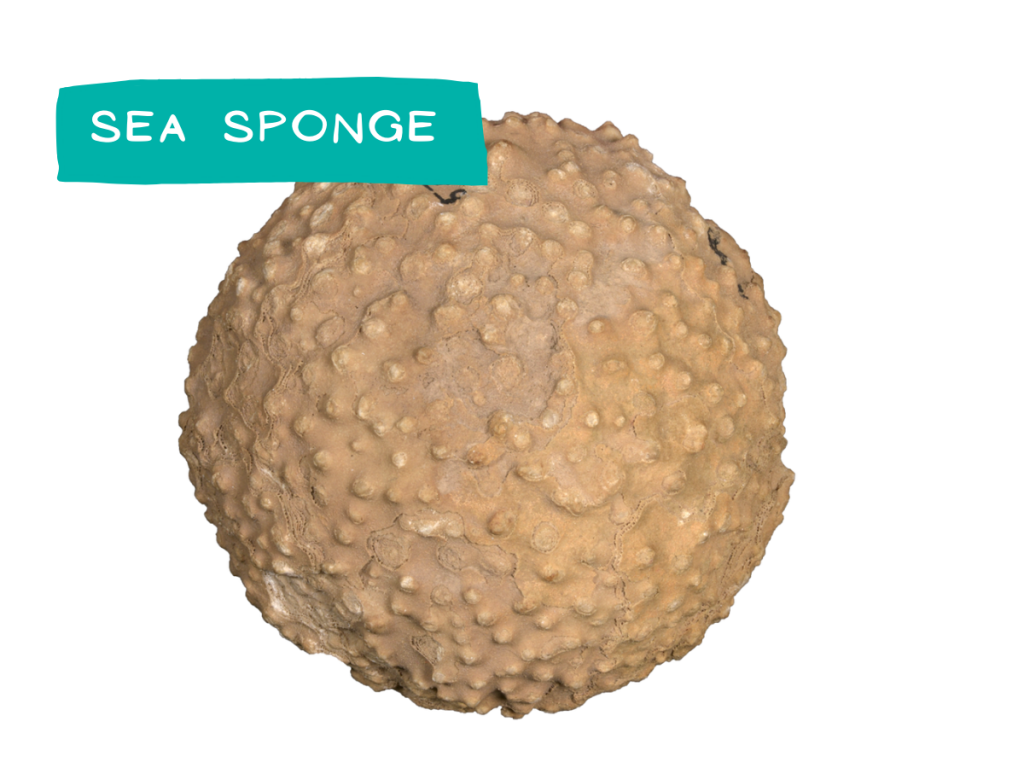Navigate to Sea Sponge Section