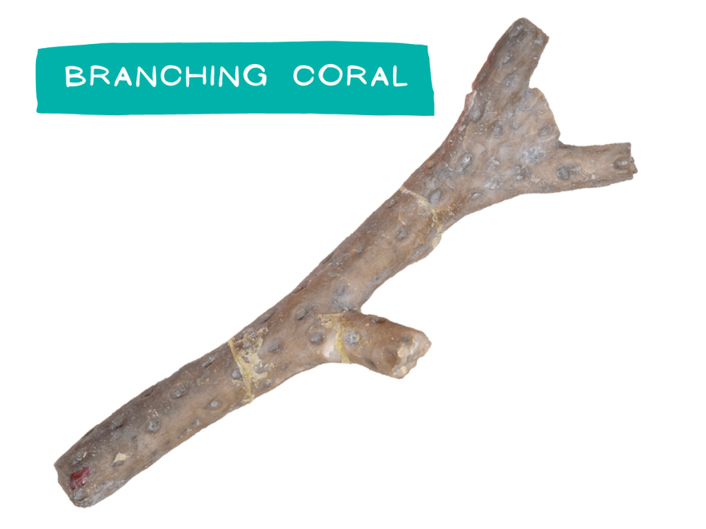 Navigate to Branching Coral Section
